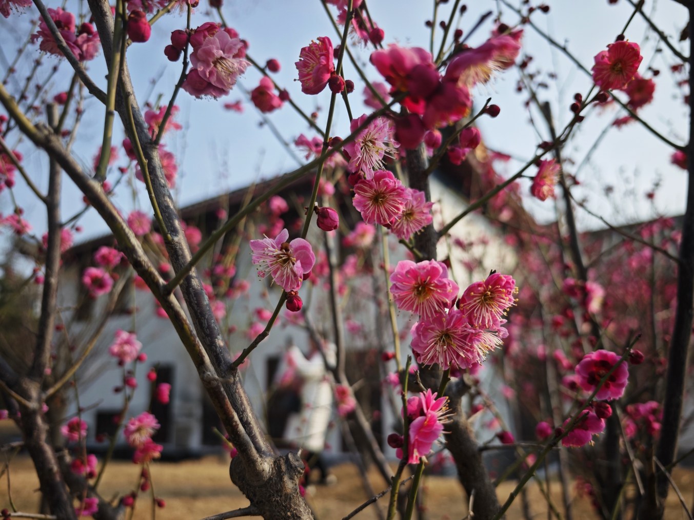 春天已抵達 許昌進入“賞花季”